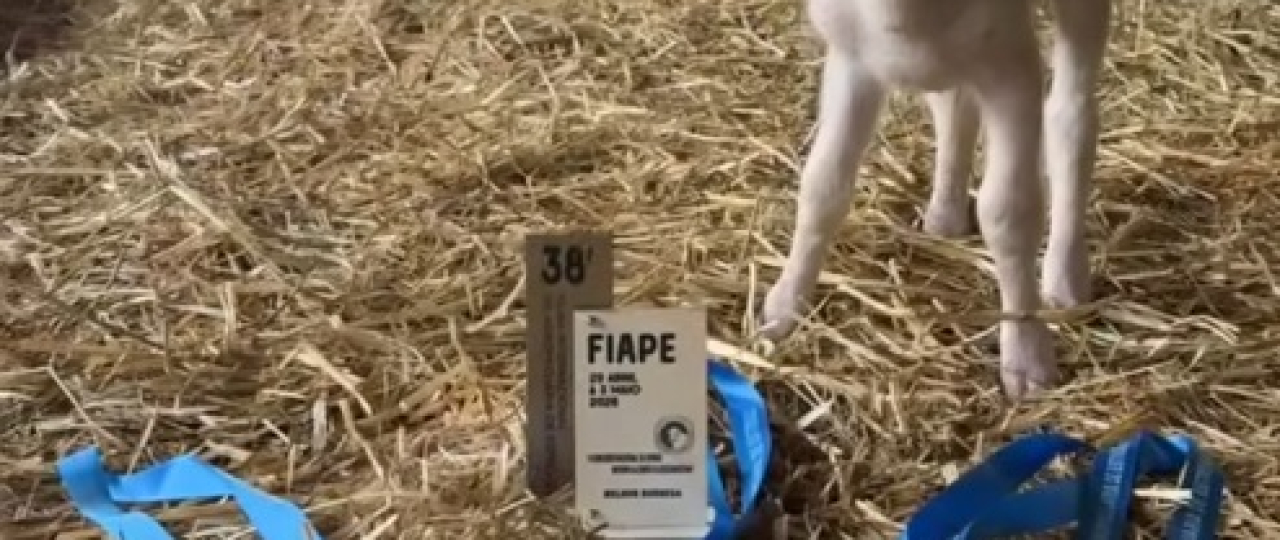 FIAPE 2026